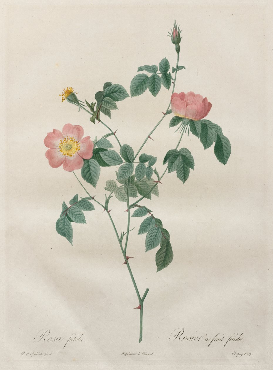 Güller: Rosa indica by Henry Joseph Redouté