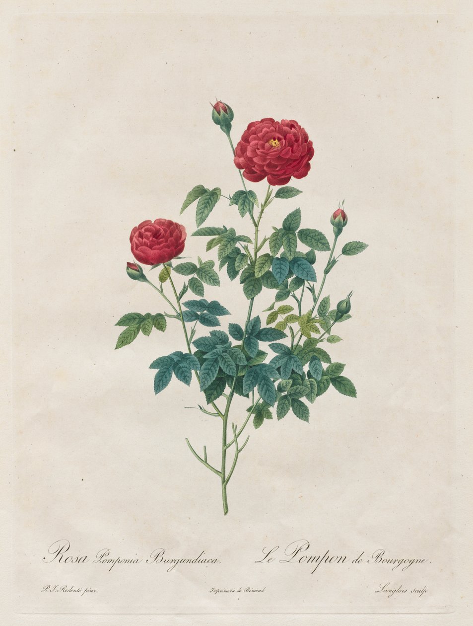Ponpon Pembe by Henry Joseph Redouté