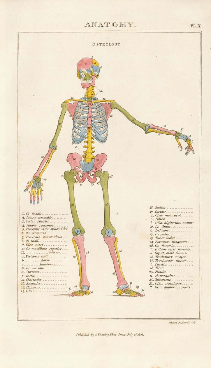 Renk Kodlu İnsan İskeleti - Önden Görünüm by Henry Mutlow