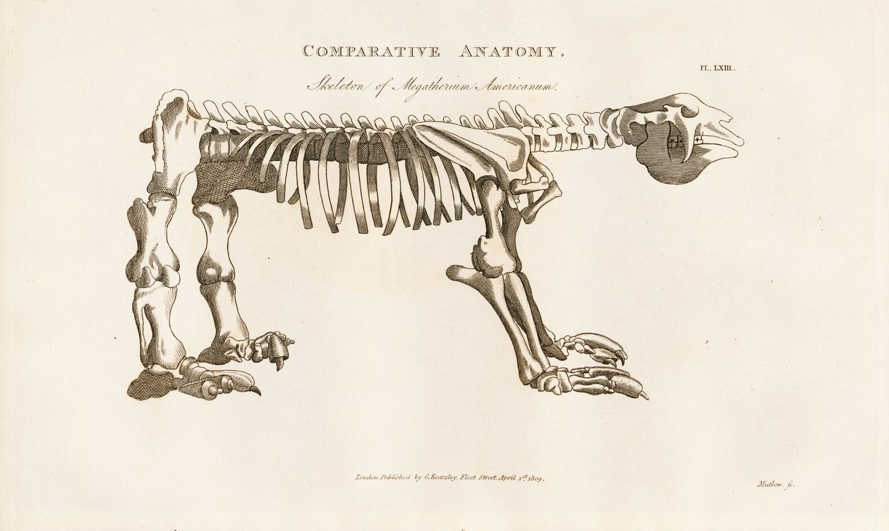 Megatherium americanum