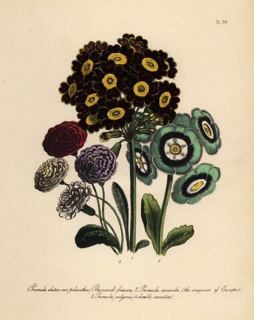 Burnard Formosa, Primula Elatior Polyanthus, Avrupa Fatihi Auricula, Primula Auricula ve Çuha Çiçeği (chromolito) by Henry Noel Humphreys