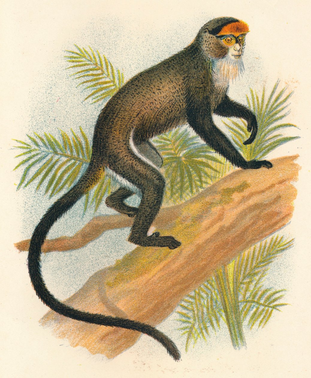 De Brazzas Guenon, 1897 by Henry Ogg Forbes