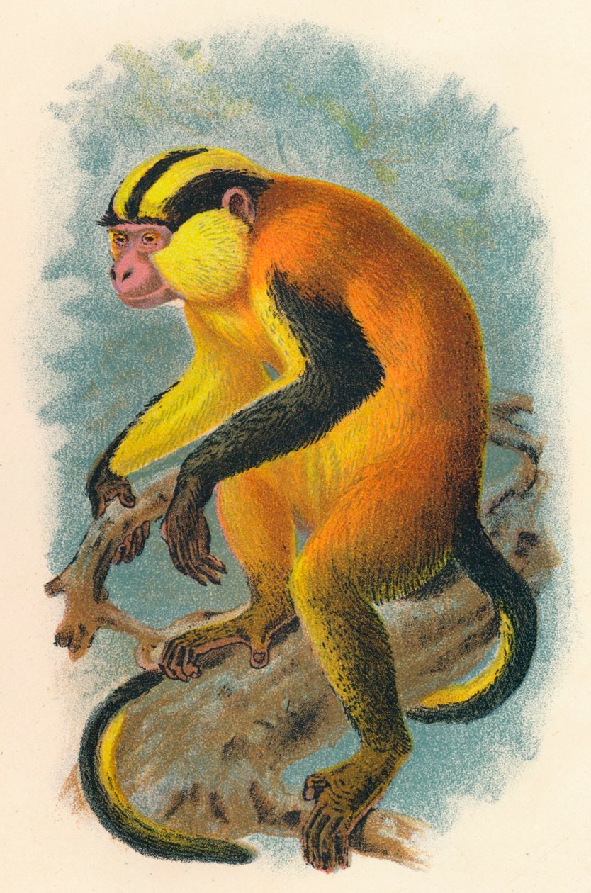 Erzlebens Genon, 1897 by Henry Ogg Forbes