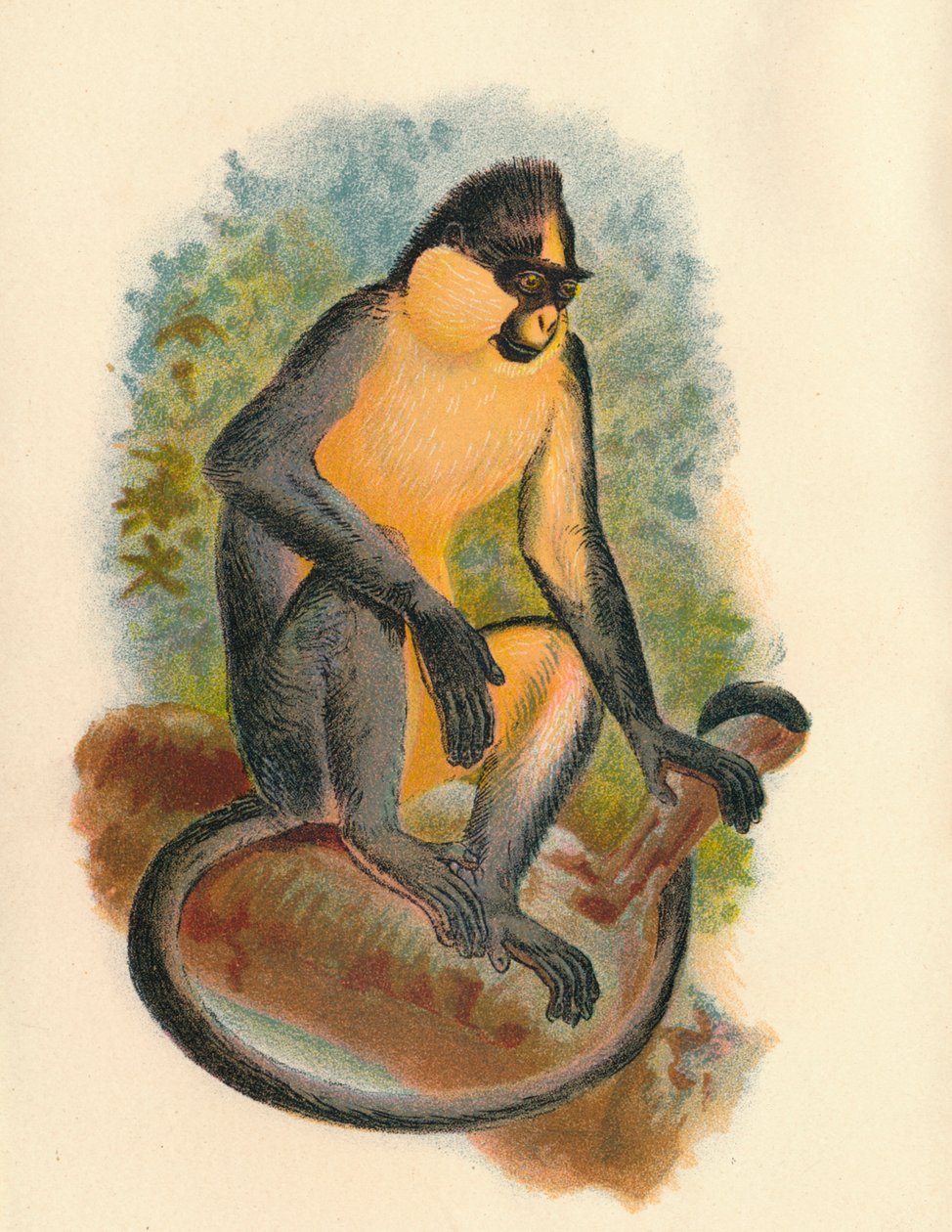 Everetts Langur, 1897 by Henry Ogg Forbes