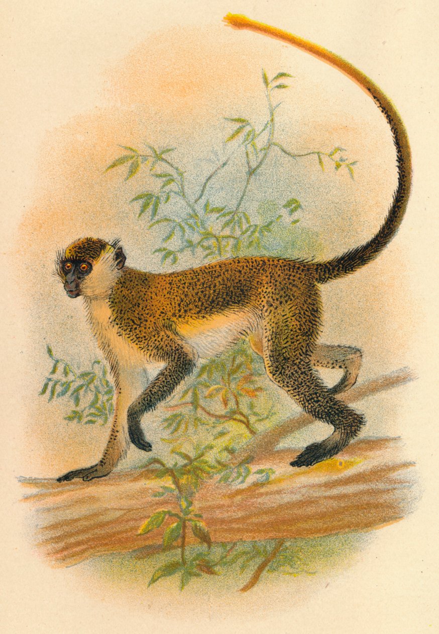 Yeşil Guenon, 1897 by Henry Ogg Forbes