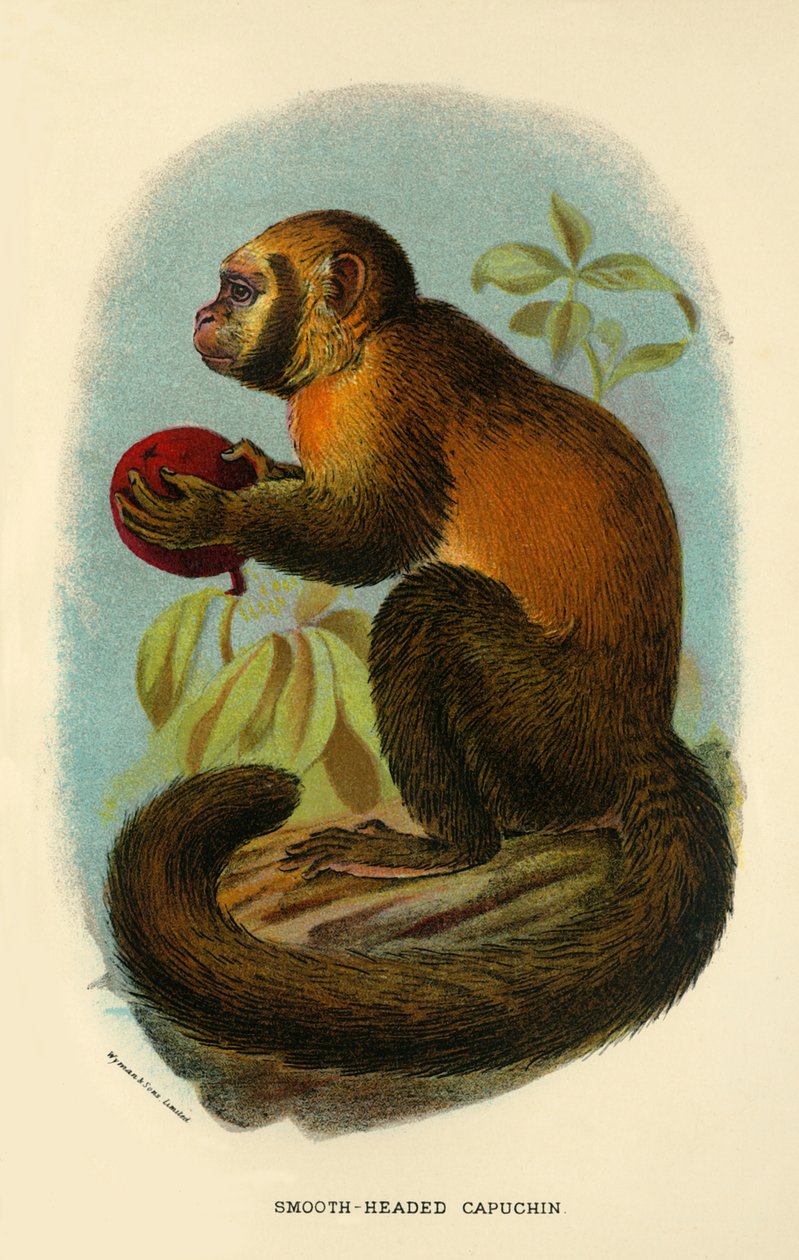Düz Kafalı Capuchin, 1896 by Henry Ogg Forbes