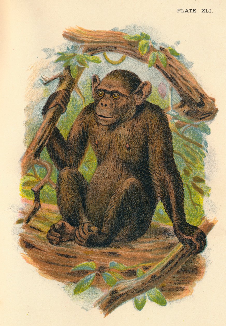 Kel Şempanze, 1897 by Henry Ogg Forbes