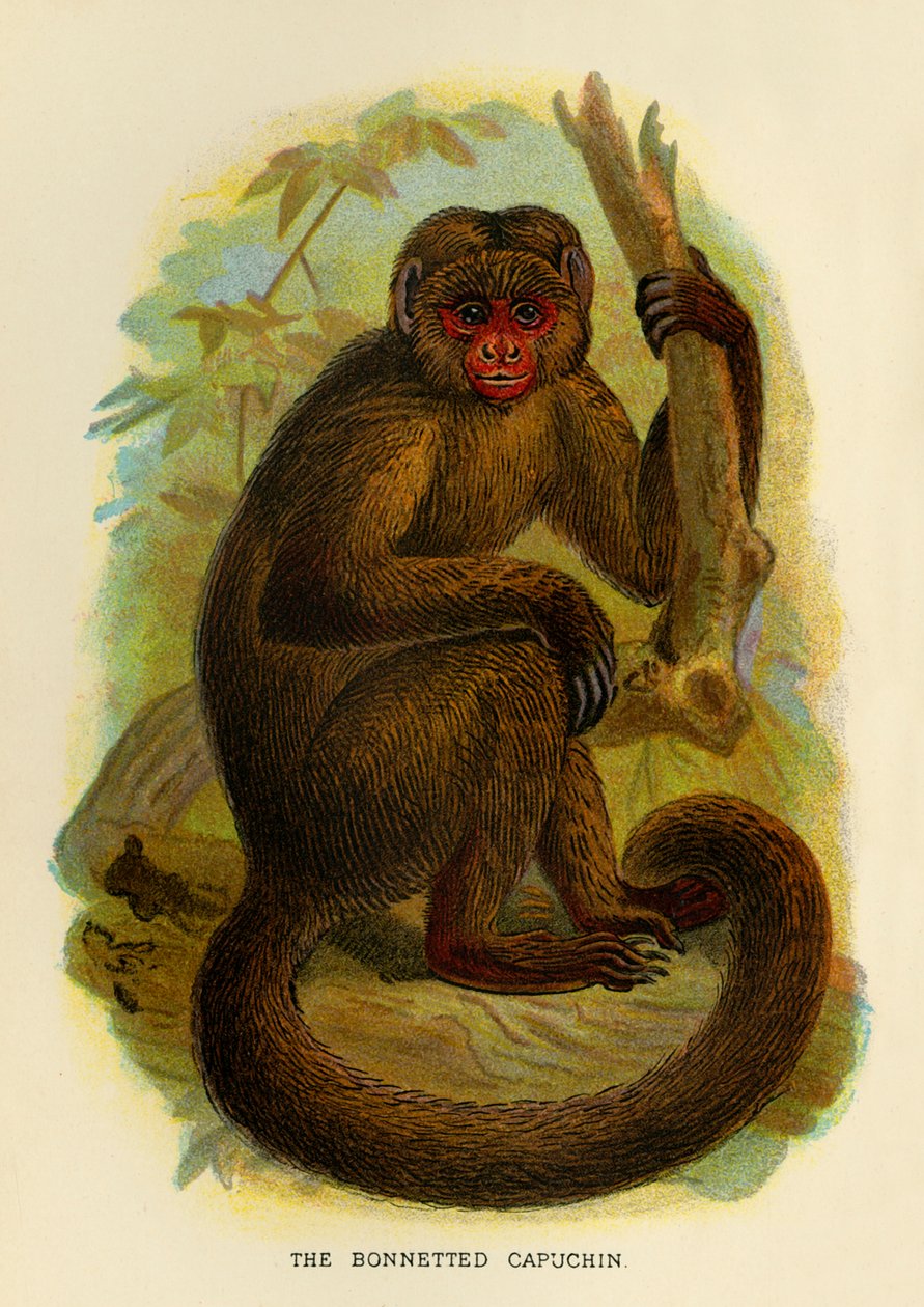 Kapüşonlu Capuchin, 1896 by Henry Ogg Forbes