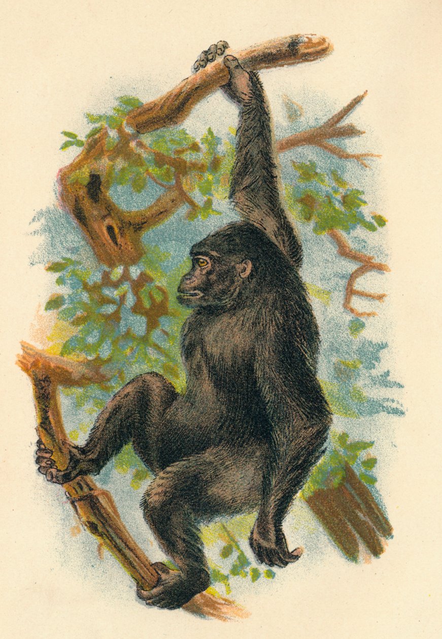 Goril, 1897 by Henry Ogg Forbes