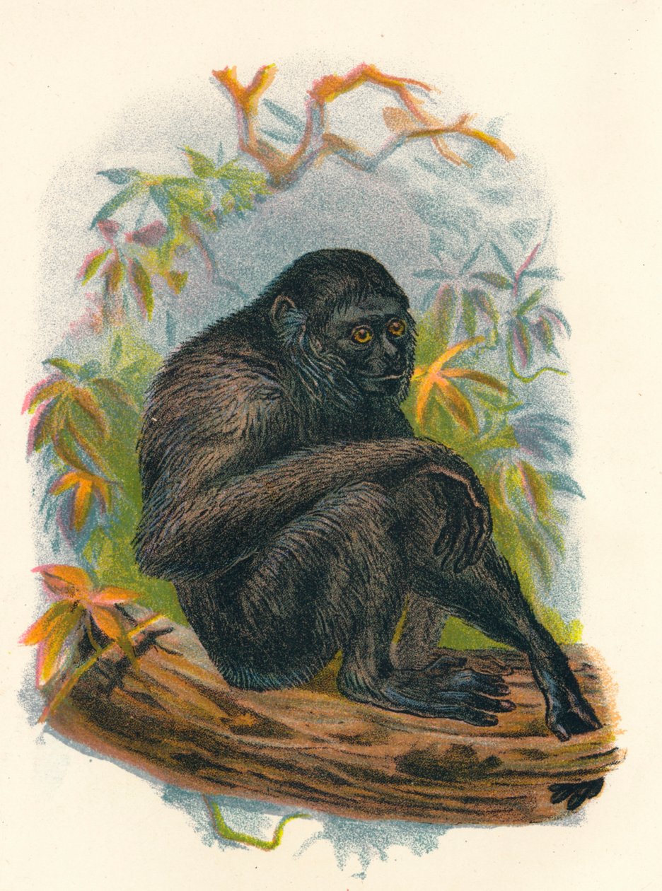 Siamang Gibbon, 1897 by Henry Ogg Forbes