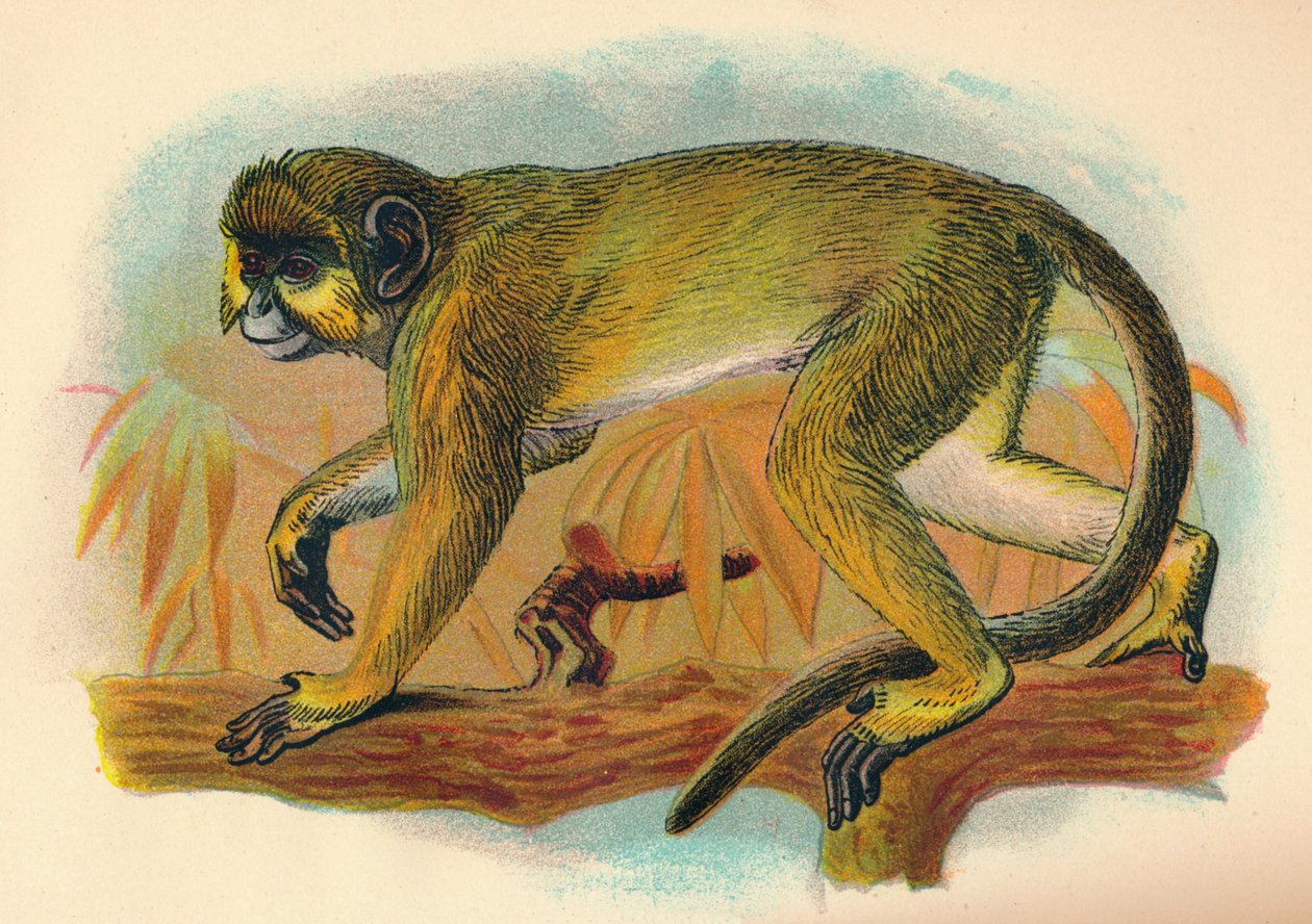 Talapoin, 1897 by Henry Ogg Forbes