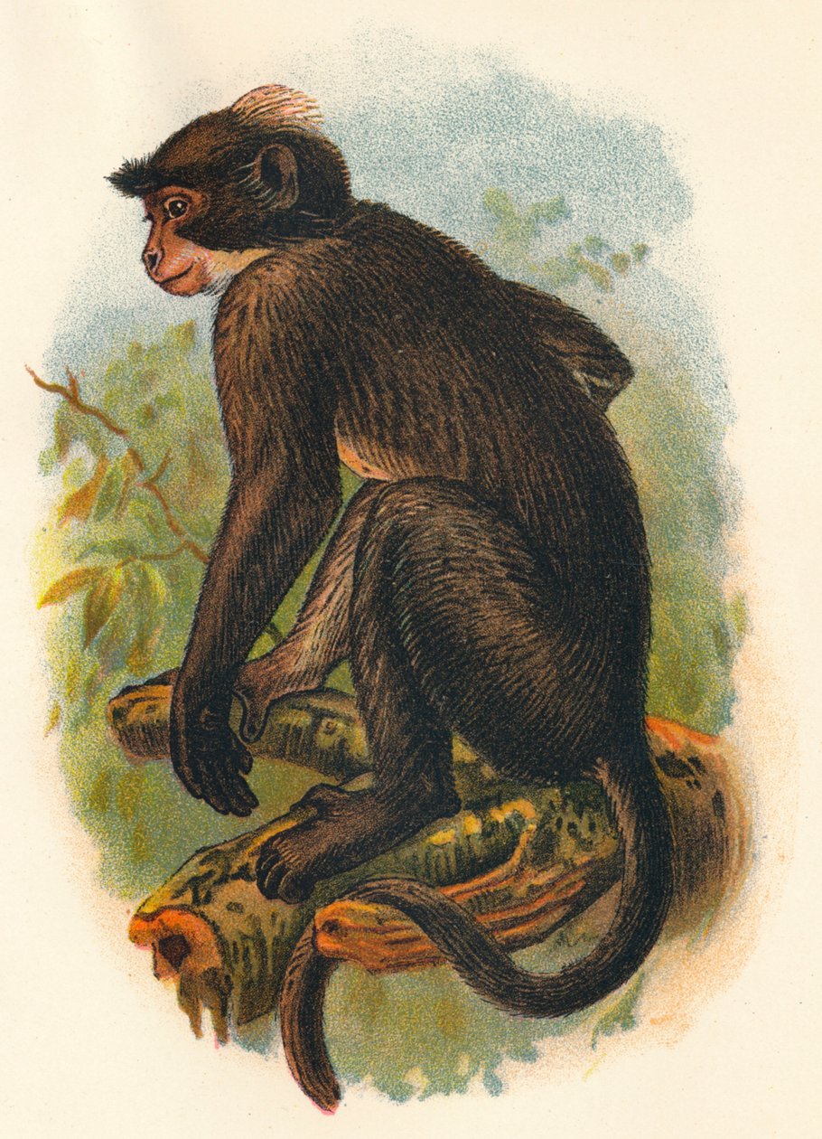 Beyaz Taçlı Mangabey, 1897 by Henry Ogg Forbes