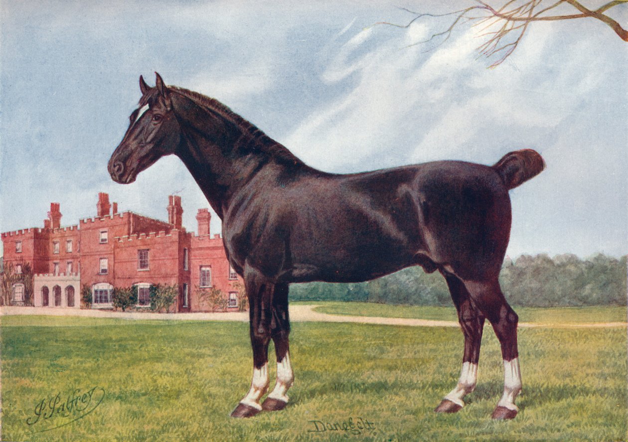 Hackney aygırı Danegelt, c1905 c1910 by Henry Powell Palfrey