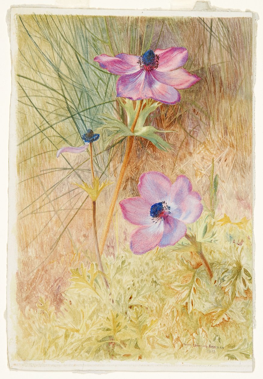 Floransalı Vahşi Anemonlar by Henry Roderick Newman