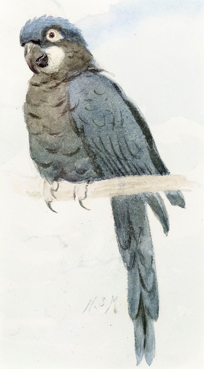 Sümbül Amerika Papağanı, c.1890 by Henry Stacey Marks