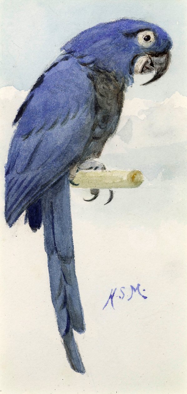 Sümbül Amerika Papağanı, c.1890 by Henry Stacey Marks