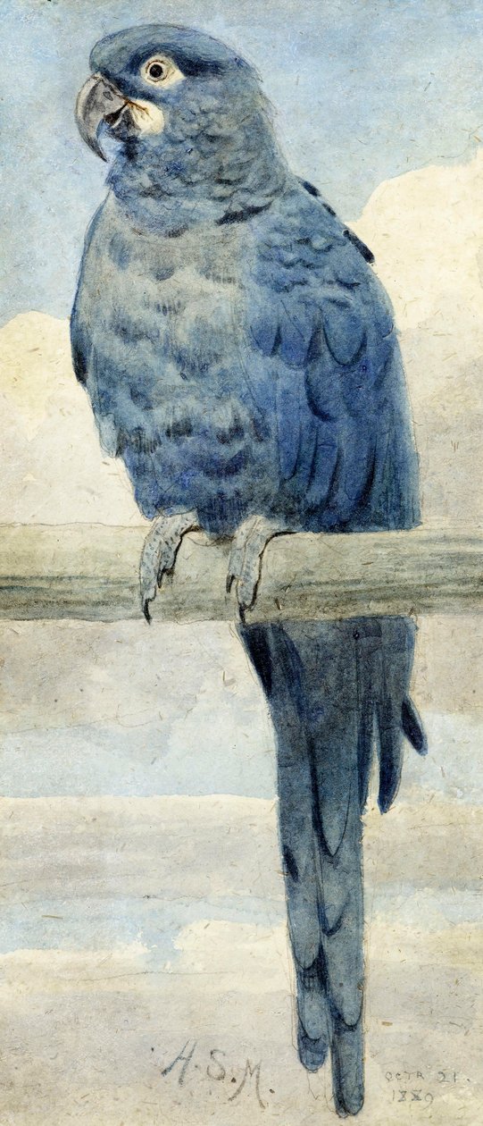 Sümbül Amerika Papağanı, 1889 by Henry Stacey Marks
