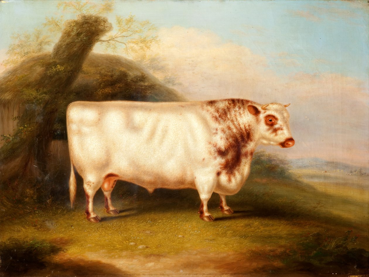 Harlsonia (Kısa Dikenli Boğa), c.1855 by Henry Stafford