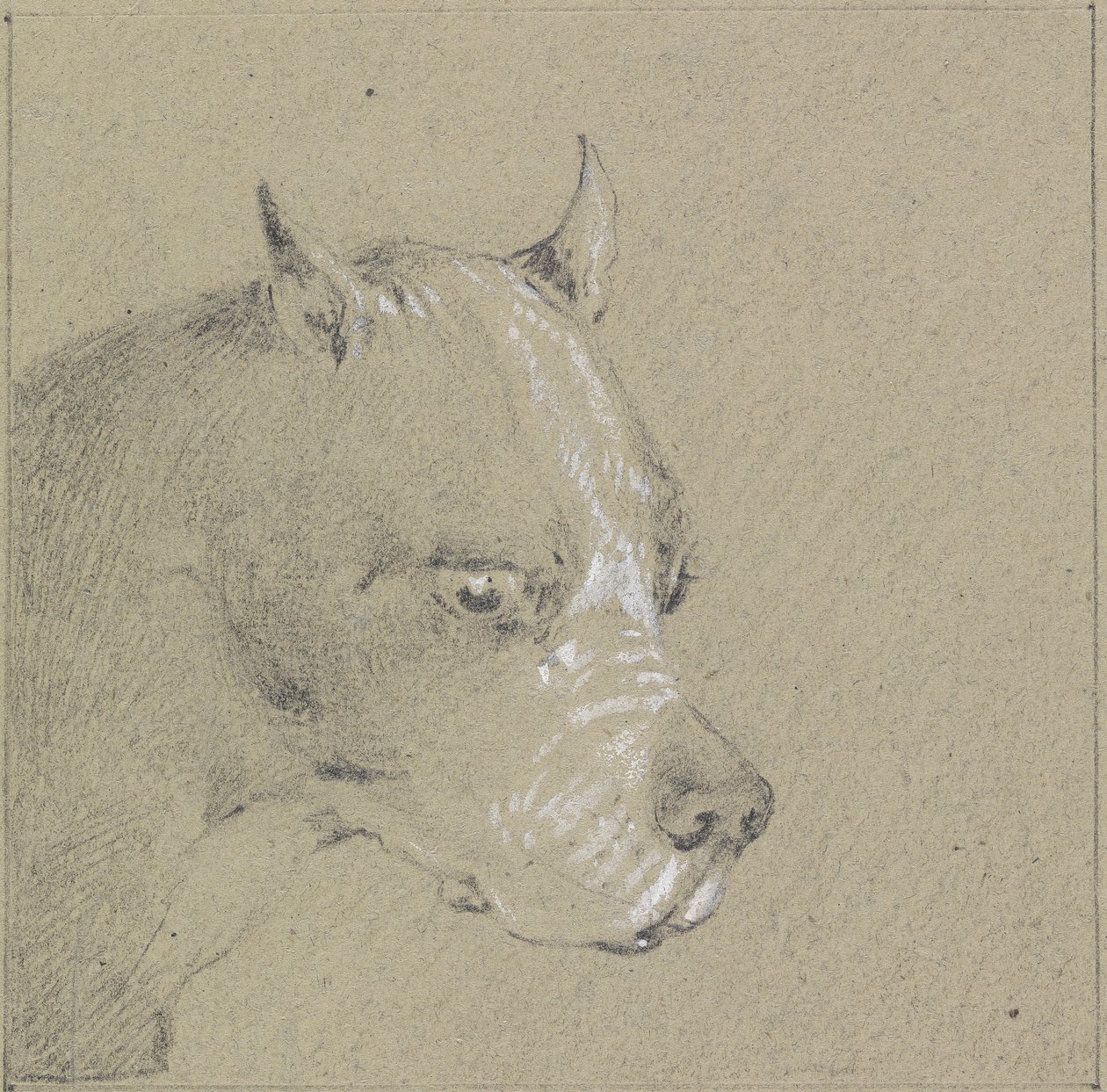 Bir boksör köpeğin başı ve omuzları (kağıt üzerinde beyazla yükseltilmiş grafit) by Henry Thomas Alken