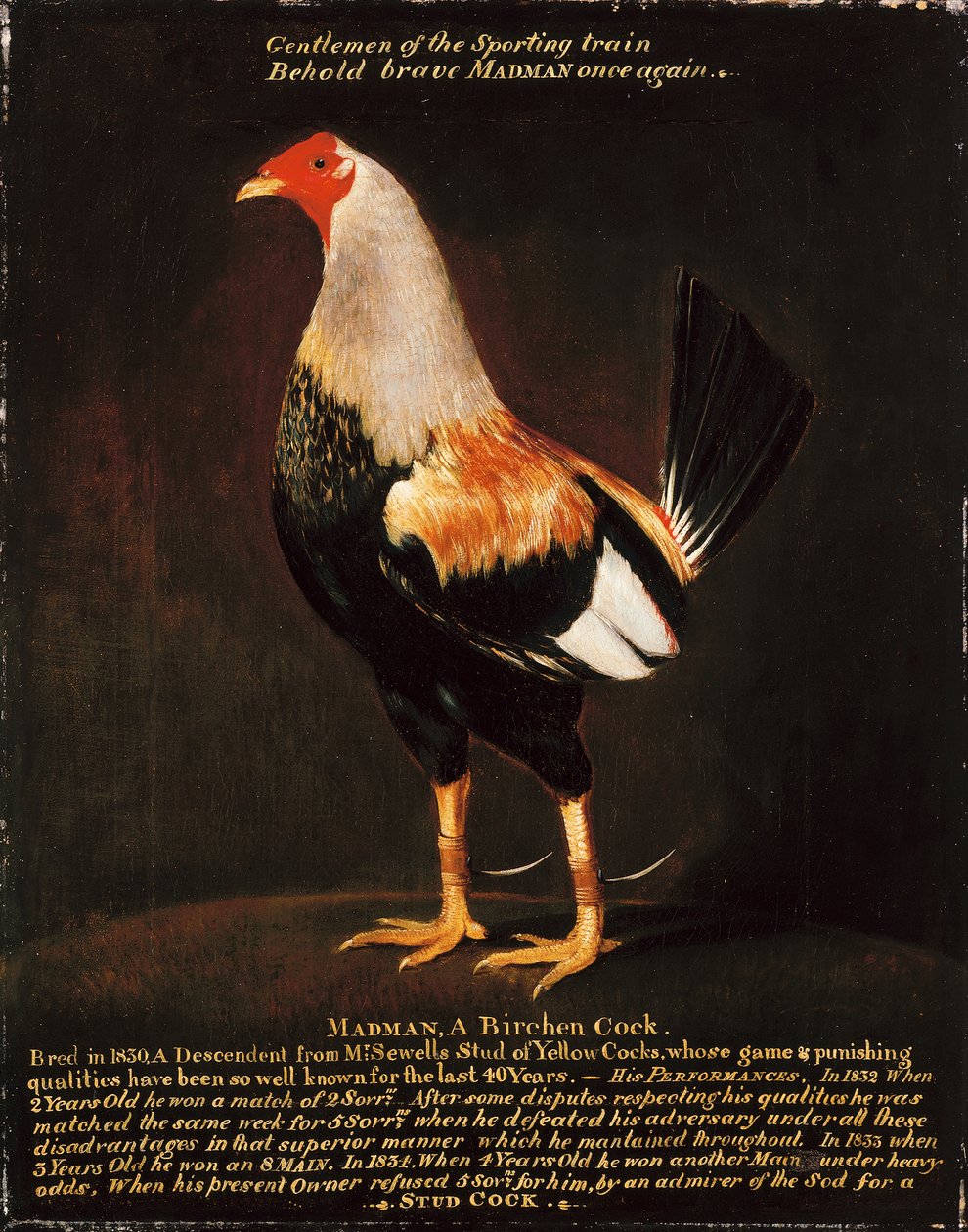 Deli, Birchen Horozu (tuval üzerine yağlı boya) by Henry Thomas Alken
