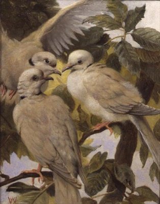 Üç Halkalı Güvercin by Henry Weekes