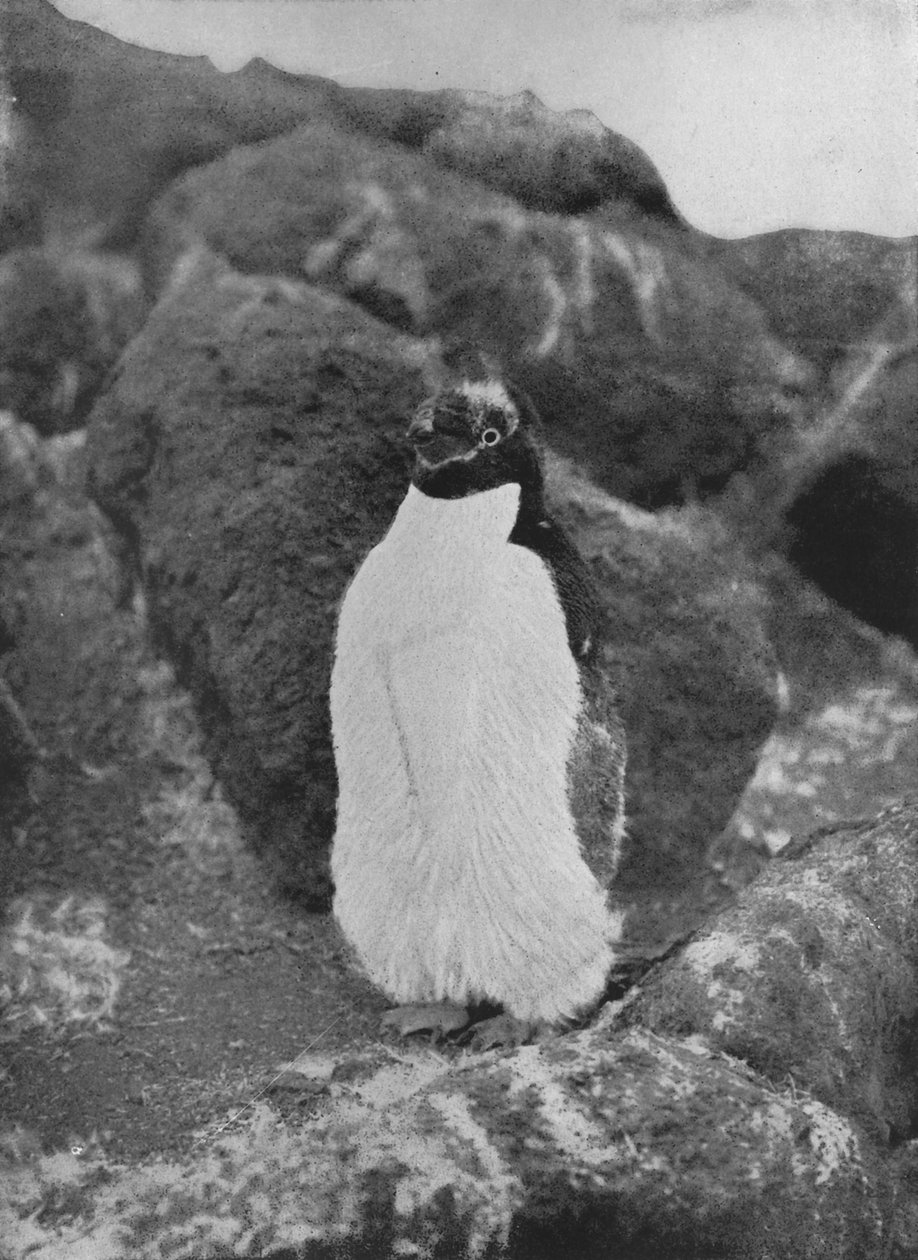 Tüy Dökülen Penguen, c1911, 1913 by Herbert Ponting
