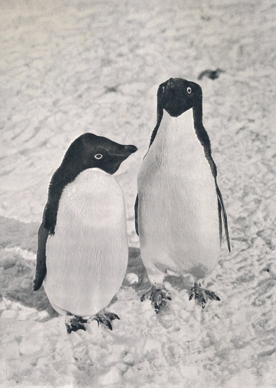 Bir Çift Adélie Penguen, c1911, 1913 by Herbert Ponting