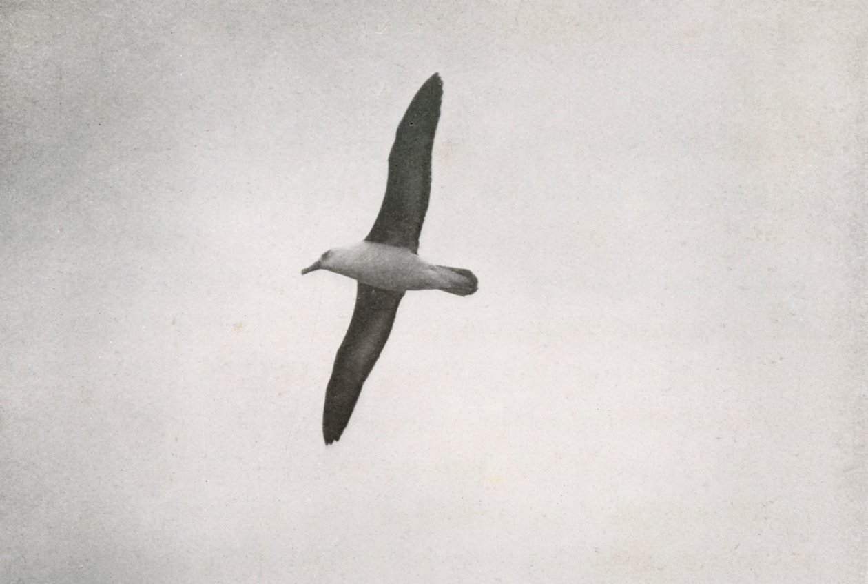 Yükselen Albatros, c19101913, 1913 by Herbert Ponting