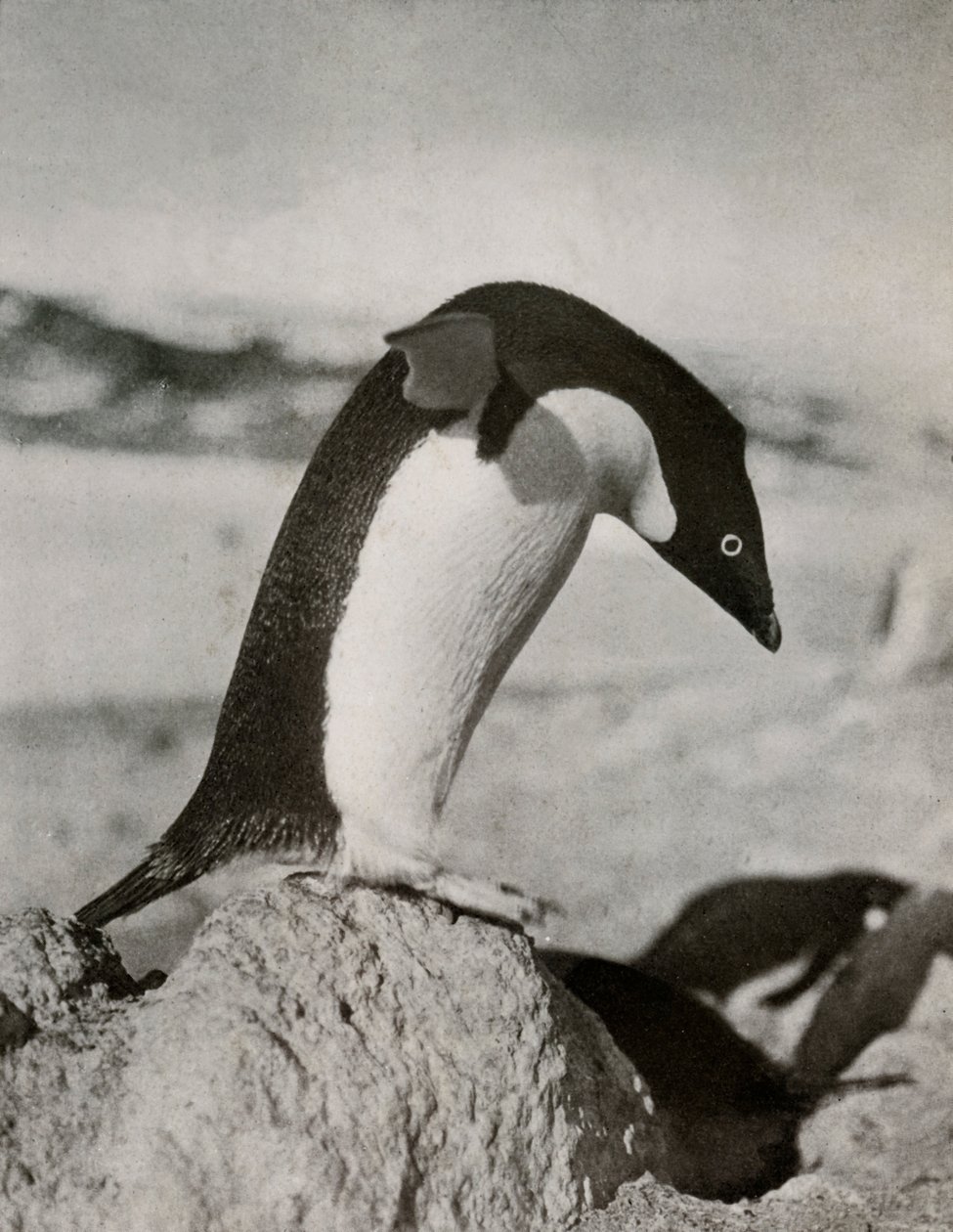 Dalmak Üzere Bir Adélie Penguen, c19101913, 1913 by Herbert Ponting