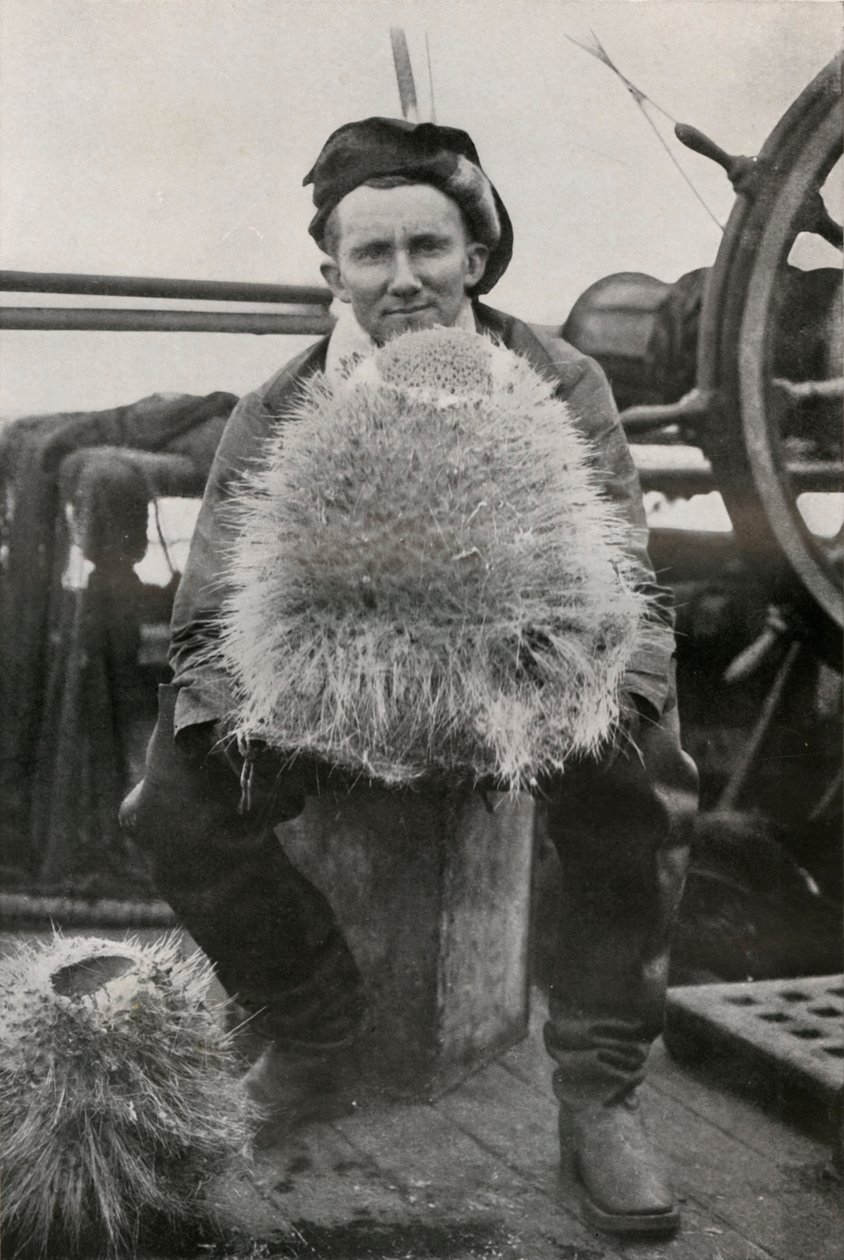 D. G. Lillie, Bazı Silisli Süngerlerle, c1911, 1913 by Herbert Ponting