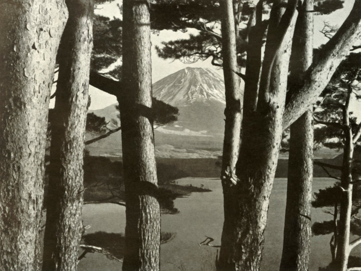 Fuji ve Çam Ağaçları, 1910. by Herbert Ponting