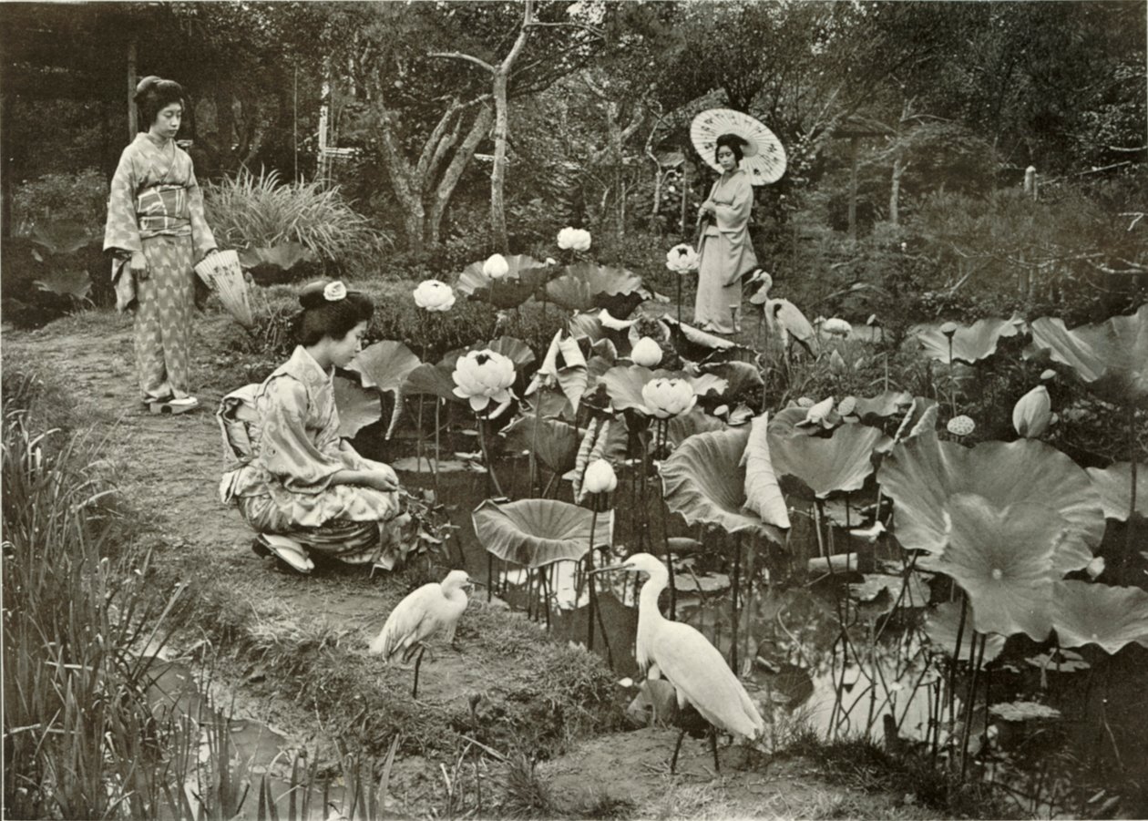 Lotus Diyarı