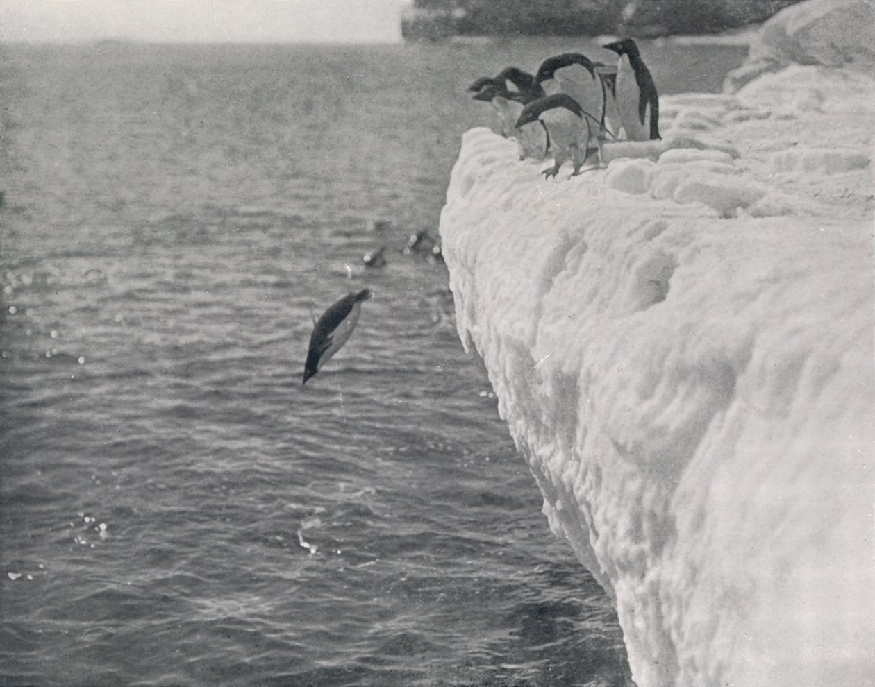 Penguenler Dalışı, c1911, 1913 by Herbert Ponting