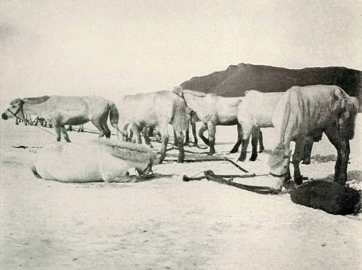 Deniz Buzuna Bağlanmış Midilliler, c19101913, 1913 by Herbert Ponting