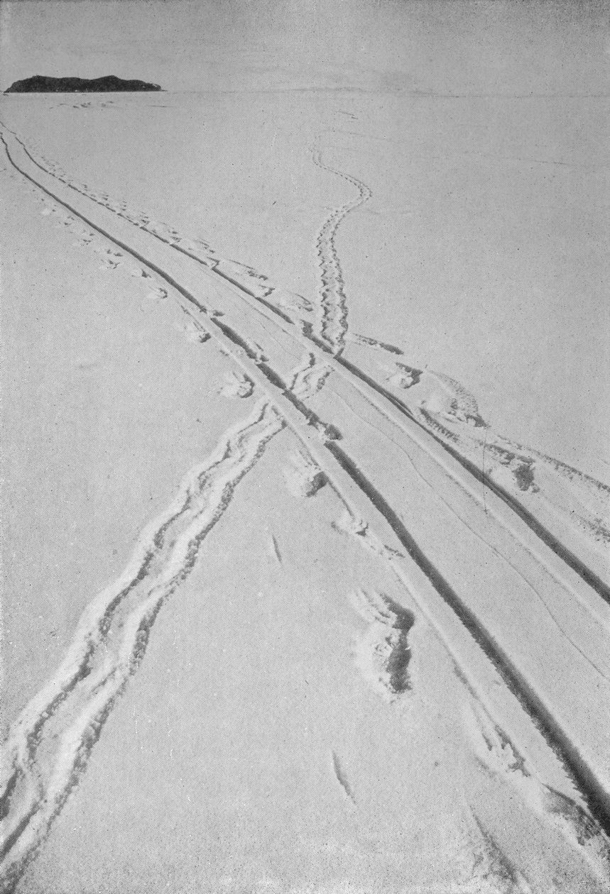 Adélie Penguins Pistinden Geçen Kızak Pisti, 8 Aralık 1911, 1913 by Herbert Ponting