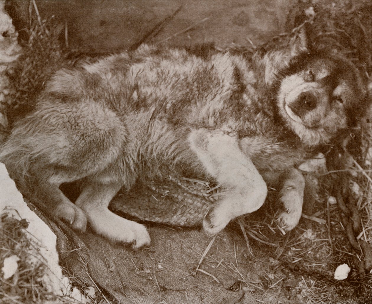 Stareek Temaruz, c19101913, 1913 by Herbert Ponting