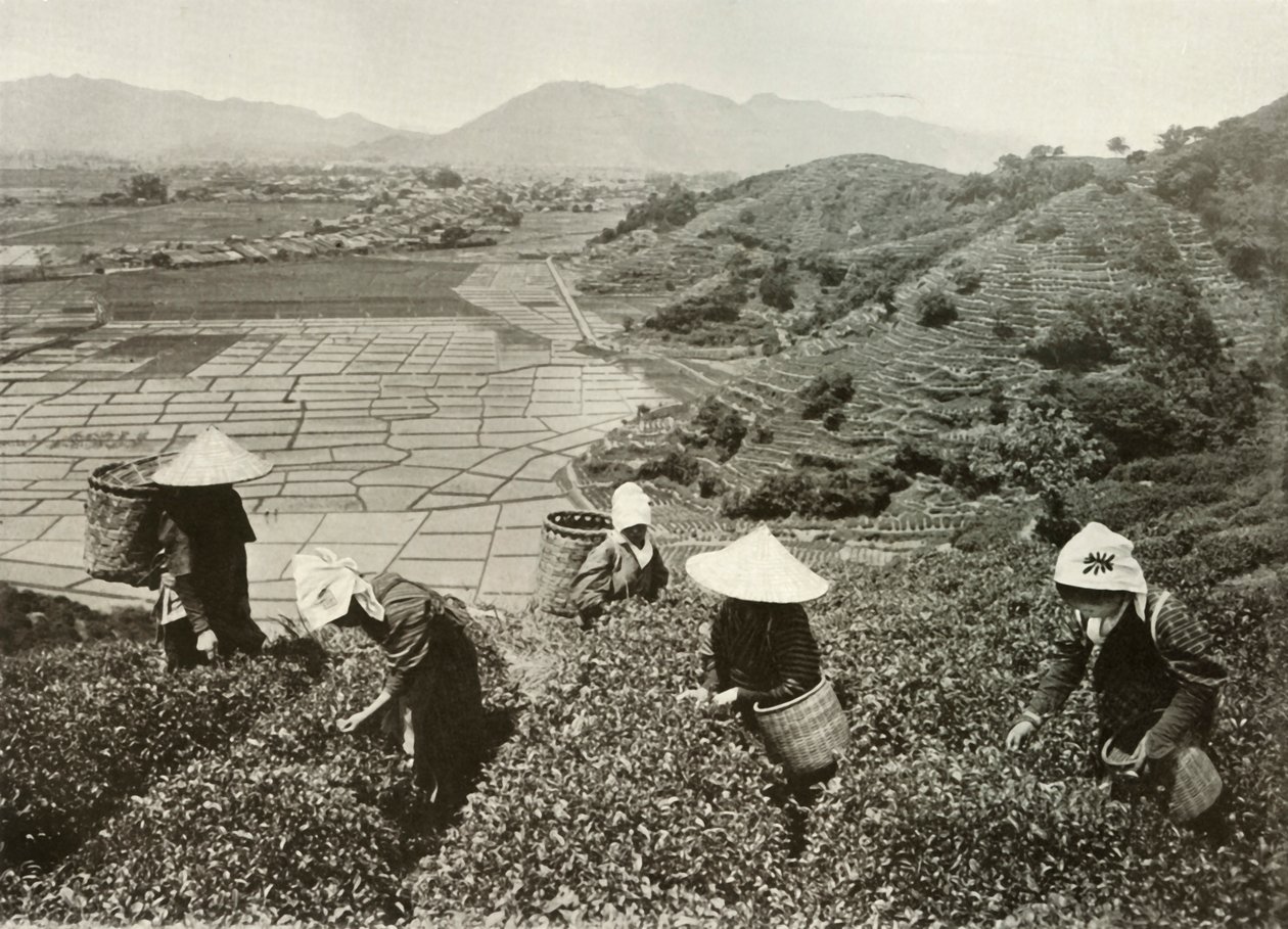Tepelerde Çay ve Ovalarda Pirinç, 1910. by Herbert Ponting