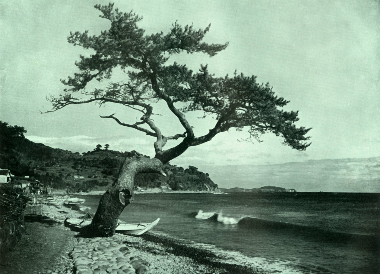 Ağaç ve Dalga, 1910. by Herbert Ponting