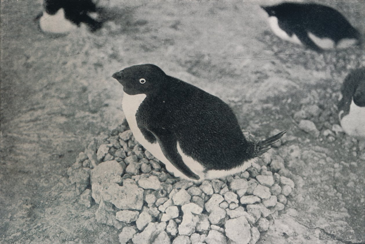 Bu Penguenin Çalışkan Bir Arkadaşı Var, c1911, 1913 by Herbert Ponting