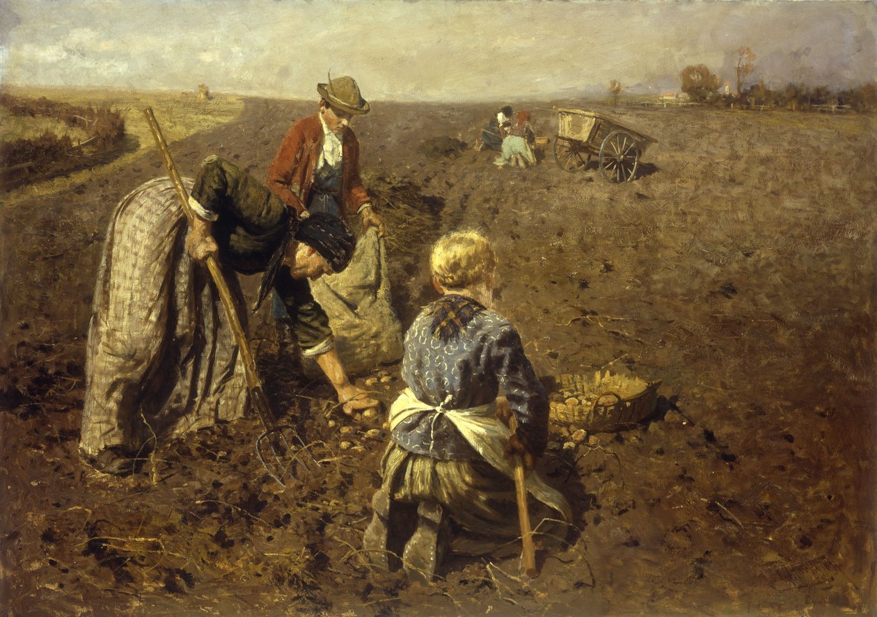 patates hasadı by Herman Hartwich