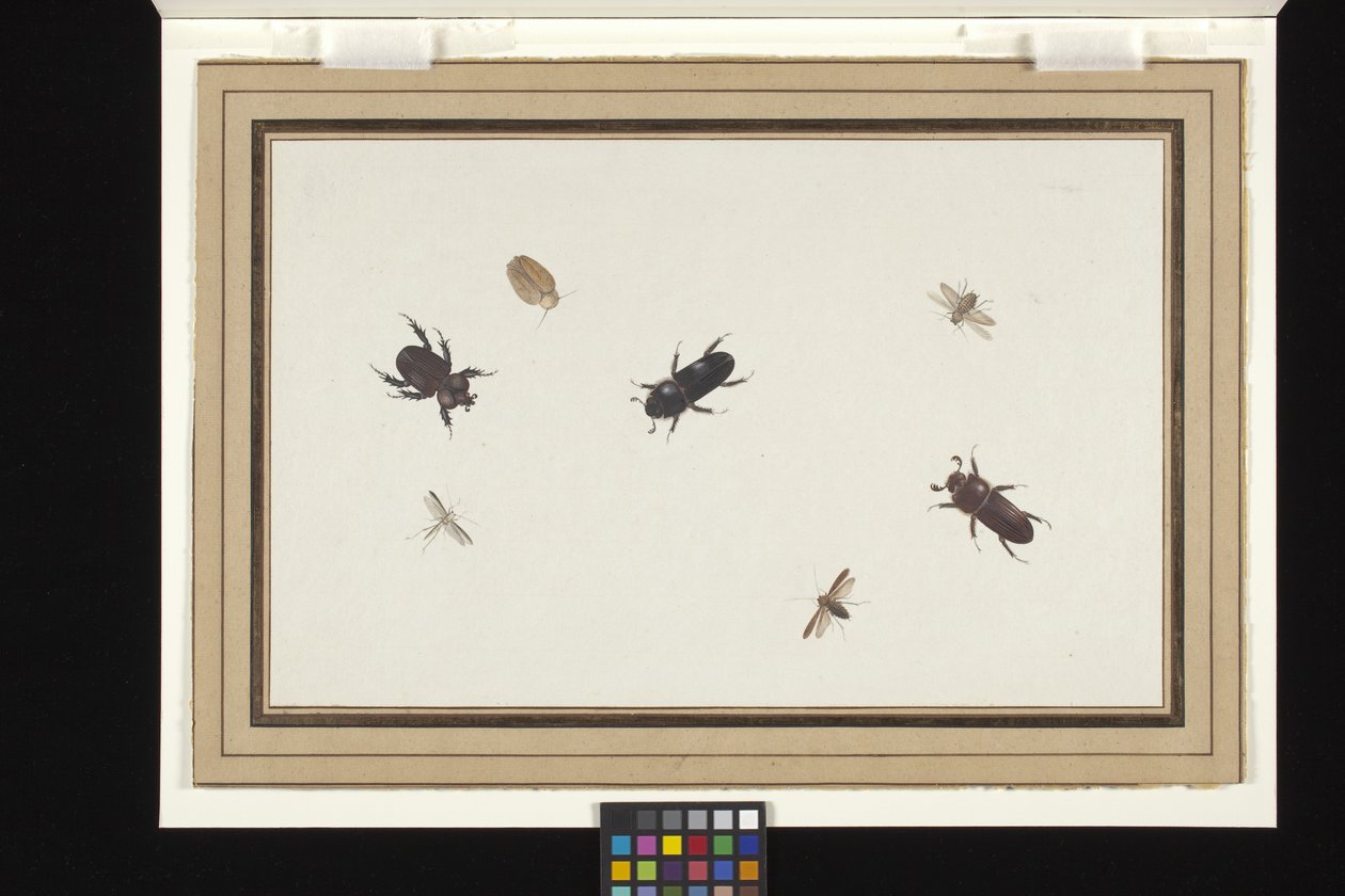 Study Of Beetles And Moths (Beyaz serilmiş hollandalı kağıt üzerine guaj ve sulu boya) by Herman Henstenburgh