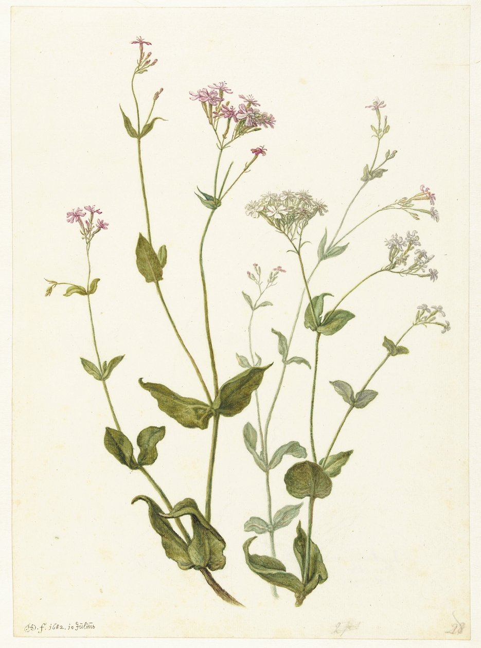 Mesane Senna ve Yapışkan Catchfly Rode en witte Viscaria of pekanjer by Herman Saftleven