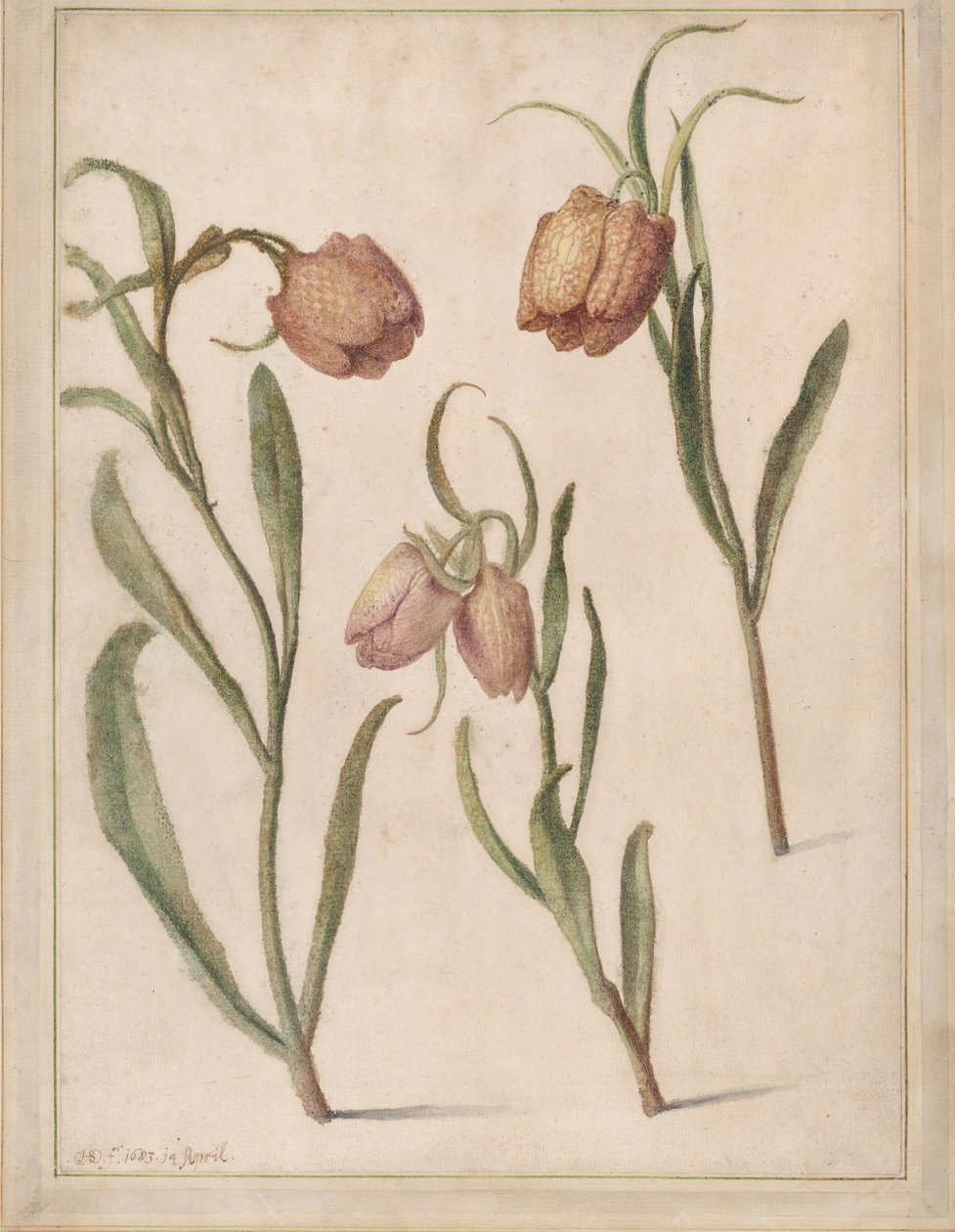 Üç Fritillary Çalışması, 1683. by Herman Saftleven the Younger
