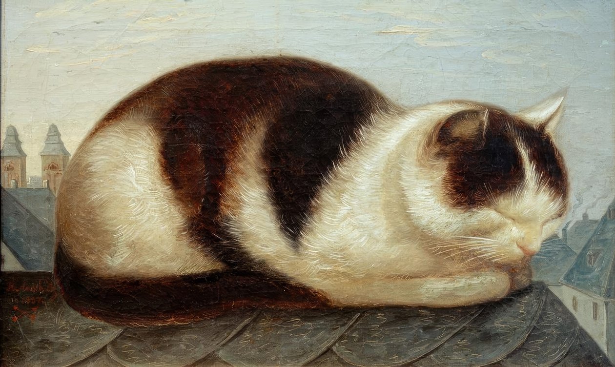 kedi by Hermann Anschütz