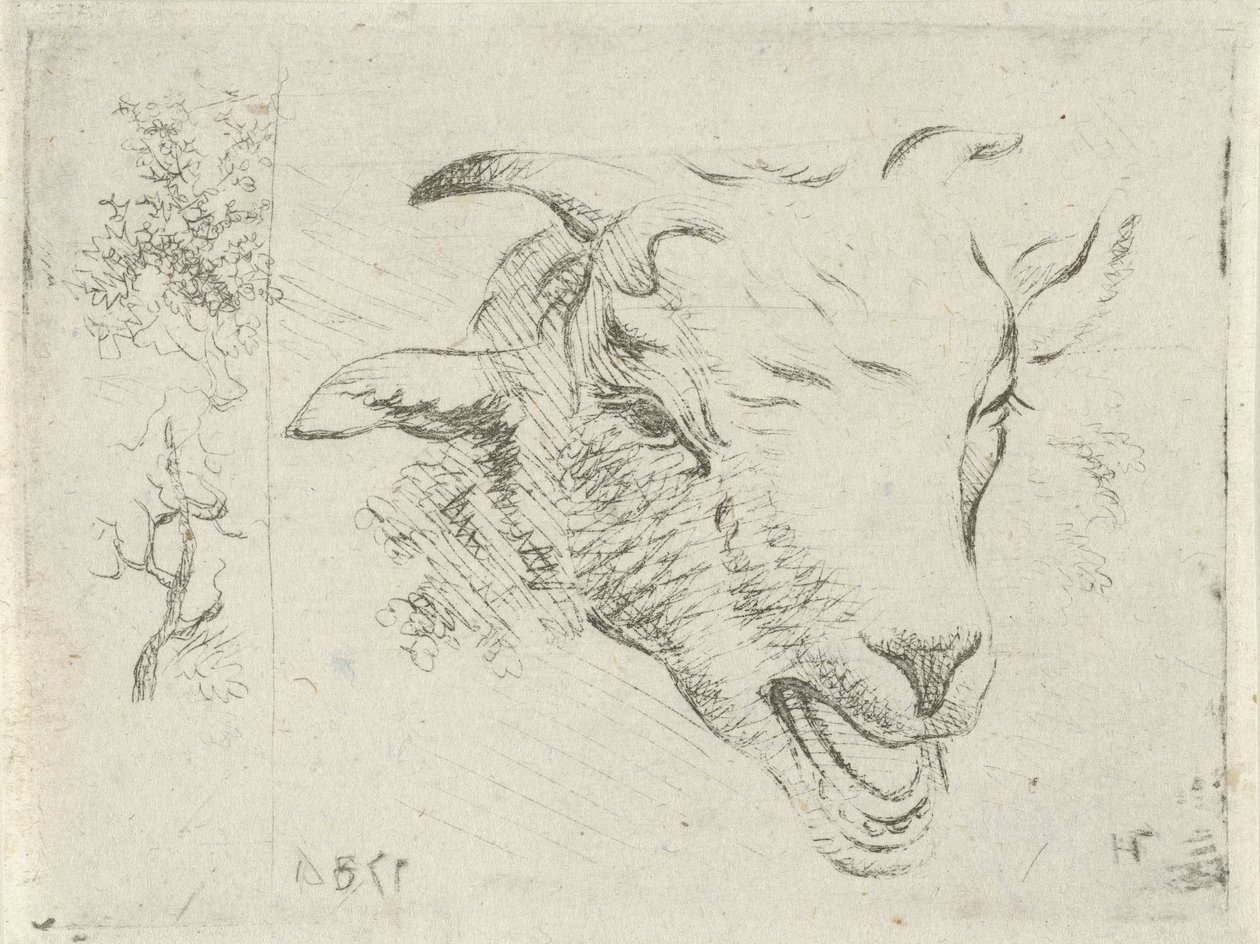 Keçi kafalı çalışma sayfası by Hermanus Fock
