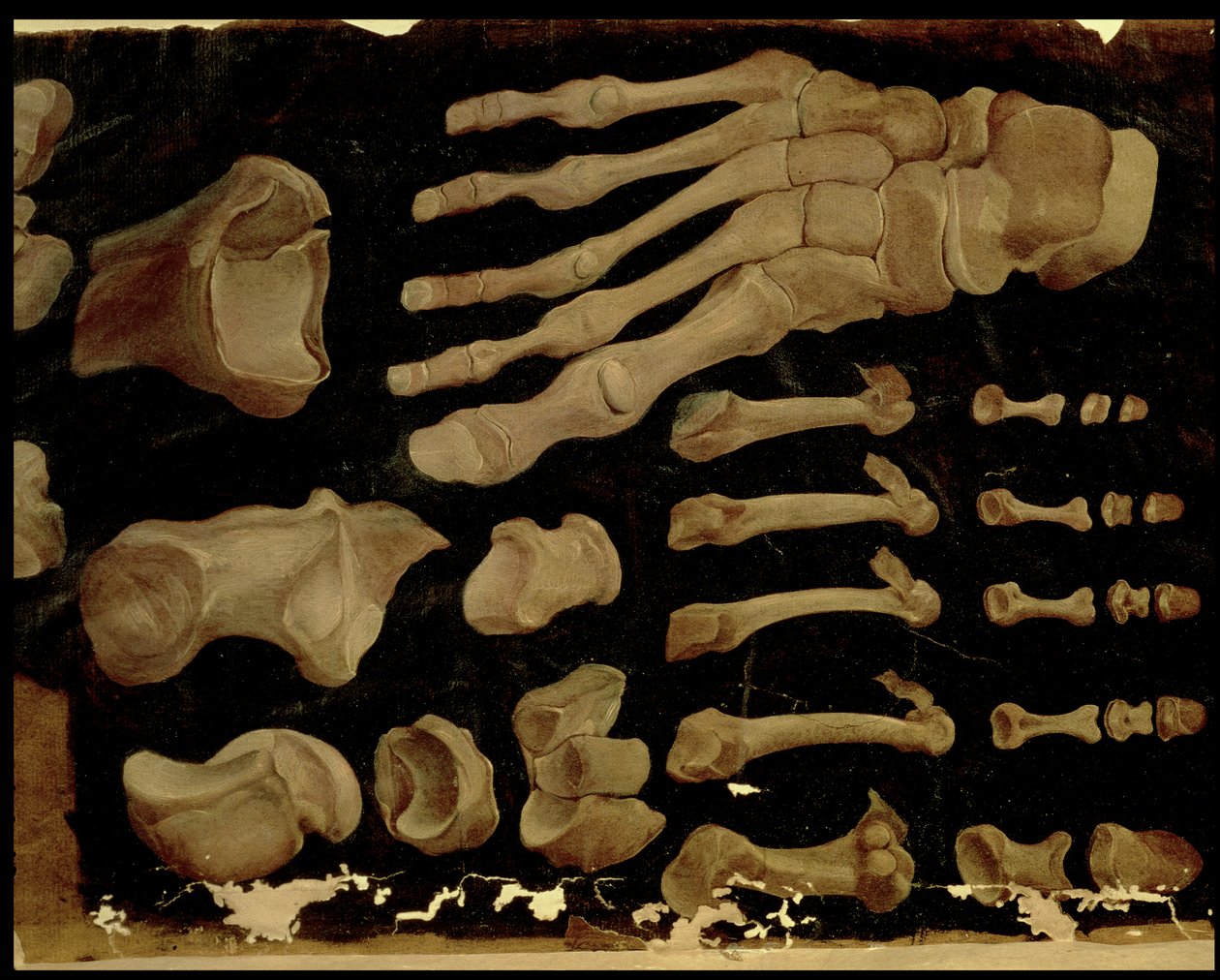 Ayak kemiklerinin anatomik çizimi by Hieronymus Fabricius ab Aquapendente