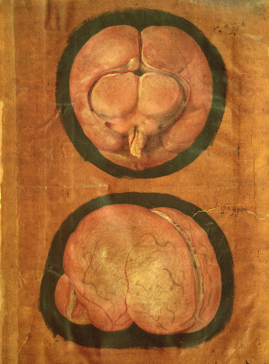 İnsan beyninin anatomik çizimi by Hieronymus Fabricius ab Aquapendente
