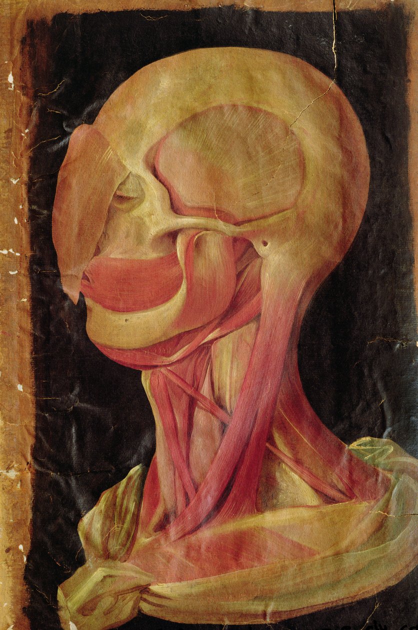 İnsan kafasının anatomik çizimi by Hieronymus Fabricius ab Aquapendente