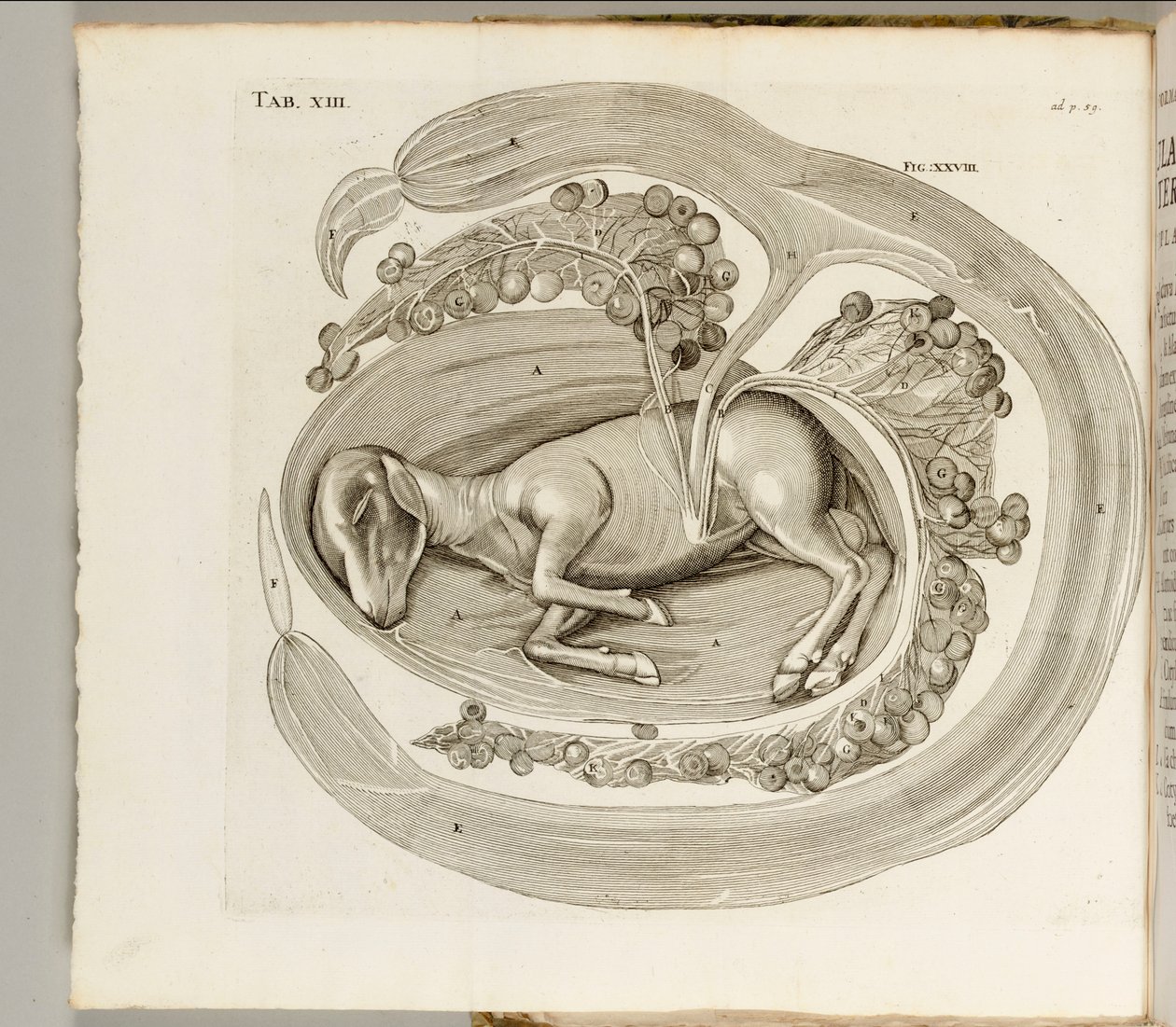 Rahimdeki Bir Hayvan, 1738 by Hieronymus Fabricius ab Aquapendente