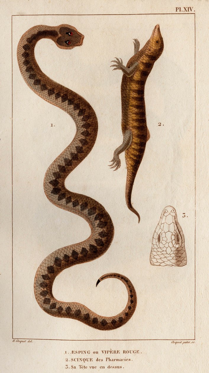 Aesping veya Red Vipere, eczanelerden Skink, başı yukarıda görülüyor.” Fauna des Mdecins veya hayvanların tarihi ve Hippolyte Cloquet tarafından ürünleri” - Cilt 6 - 1825. by Hippolyte Cloquet